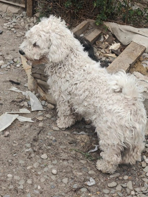 Vând bichon maltez - imagine 3