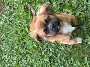 Cățeluș rasa pechinez