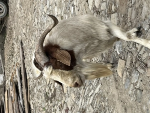 Țap Boer de 3 ani - imagine 2 Țap Boer de 3 ani - imagine 2