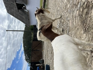 Țap Boer de 3 ani - imagine 3 Țap Boer de 3 ani - imagine 3