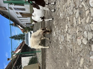 Țap Boer de 3 ani - imagine 5 Țap Boer de 3 ani - imagine 5