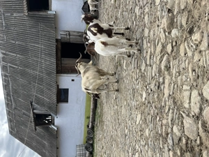 Țap Boer de 3 ani - imagine 4 Țap Boer de 3 ani - imagine 4