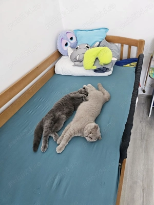 Motani Scottish Fold, 10 luni, adorabile   doar 3000 lei! - imagine 2