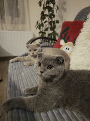Motani Scottish Fold, 10 luni, adorabile   doar 3000 lei!