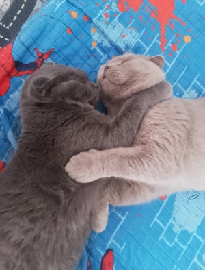 Motani Scottish Fold, 10 luni, adorabile   doar 3000 lei! - imagine 7