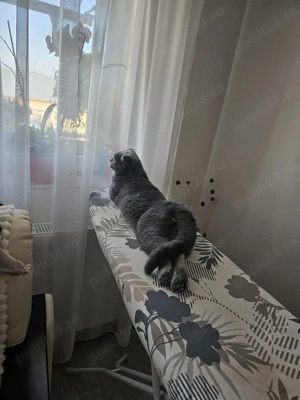 Motani Scottish Fold, 10 luni, adorabile   doar 3000 lei! - imagine 5