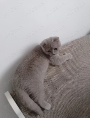 Motani Scottish Fold, 10 luni, adorabile   doar 3000 lei! - imagine 6