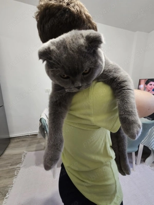 Motani Scottish Fold, 10 luni, adorabile   doar 3000 lei! - imagine 3