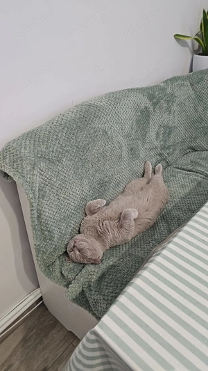 Motani Scottish Fold, 10 luni, adorabile   doar 3000 lei! - imagine 4