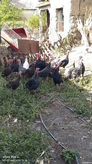 vand curci si curcani