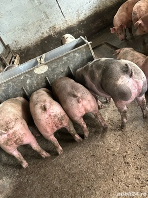 vand porci  - imagine 2