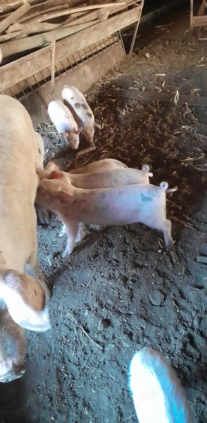 Vând purcei  - imagine 3 Vând purcei  - imagine 3