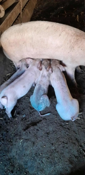 Vând purcei  - imagine 2 Vând purcei  - imagine 2