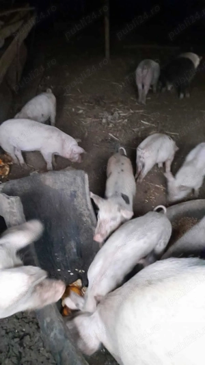 Vând purcei  - imagine 4 Vând purcei  - imagine 4