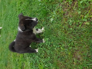 Akita inu japonez. URGENT!!!