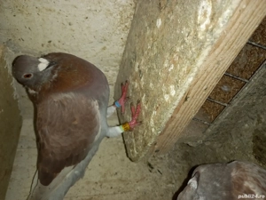 porumbei voiajori - imagine 3