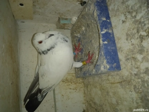 porumbei voiajori - imagine 2