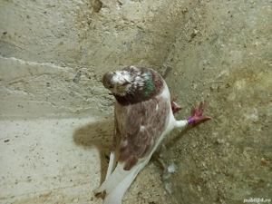 porumbei voiajori - imagine 4