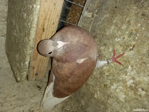 porumbei voiajori - imagine 5