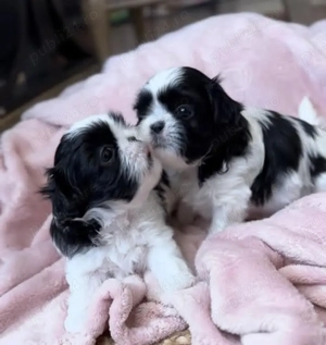 Catei Shitzu fetite și baietei - imagine 4