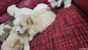 Bichoni Malteze  - imagine 4 Bichoni Malteze  - imagine 4