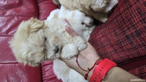 Bichoni Malteze  - imagine 2 Bichoni Malteze  - imagine 2