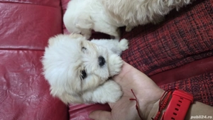 Bichoni Malteze  - imagine 3 Bichoni Malteze  - imagine 3
