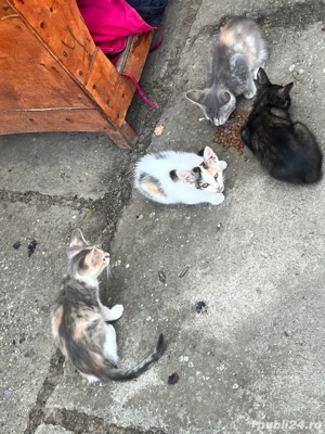 Donez pui pisica - imagine 4