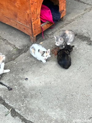 Donez pui pisica - imagine 3