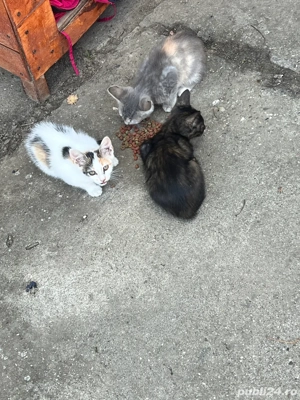 Donez pui pisica - imagine 2