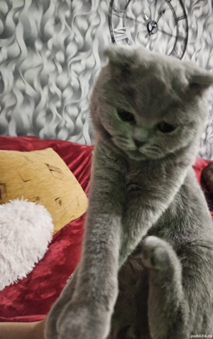 Scottish fold blue  - imagine 4