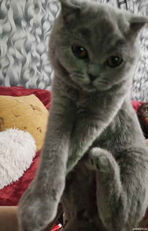 Scottish fold blue  - imagine 2