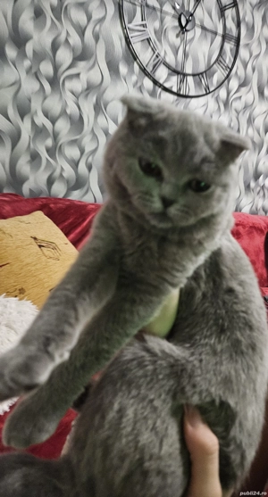 Scottish fold blue  - imagine 5