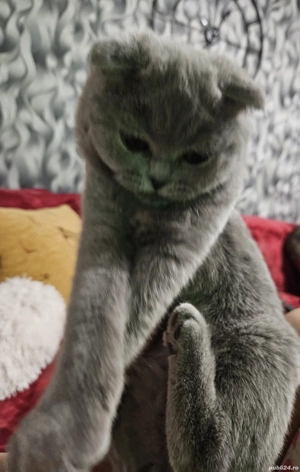 Scottish fold blue  - imagine 3