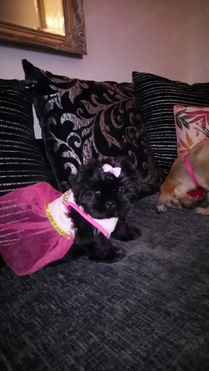 Baietel ShihTzu rasa pura 100%