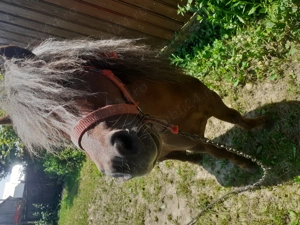 Vând ponei armăsar , cuminte 