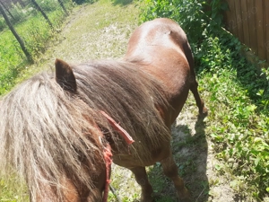 Vând ponei armăsar , cuminte  - imagine 2