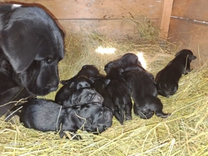 Puiuți de labrador băieți si fetite cauta stăpâni 