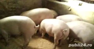 Vand porci pentru Craciun 