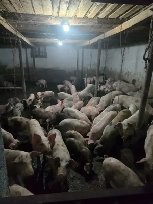 Vând porci și purcei,începând de la 400 ron buc