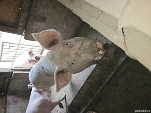 Scroafa de vanzare - imagine 2