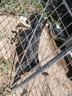 jachterier par scurt 