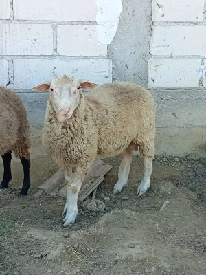 Berbec de rasa ille de france  - imagine 3 Berbec de rasa ille de france  - imagine 3