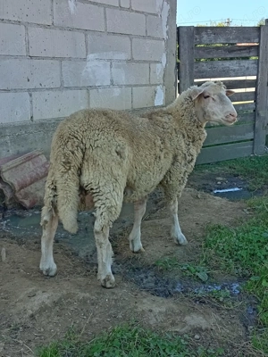 Berbec ille de france schimb cu pasari - imagine 2