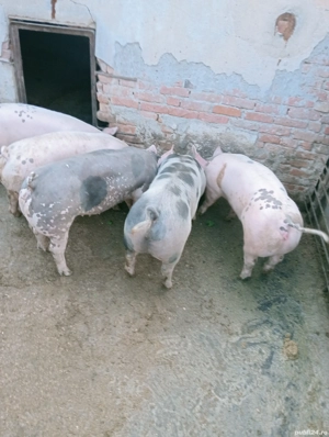 Vând purecii de carne pentru sacrificat în jur de 90-110 kg pret 18 lei kg