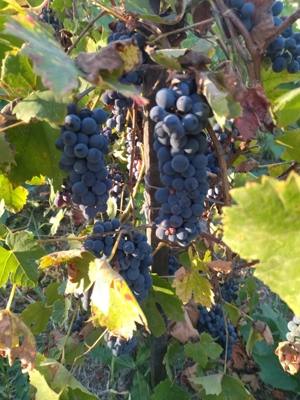 Vând casa batraneasca cu anexe si teren generos - imagine 5