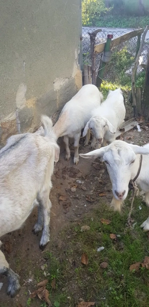 Vând urgent capre  - imagine 2