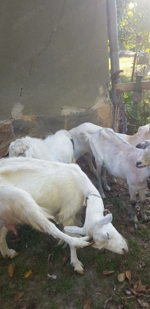 Vând urgent capre  - imagine 4