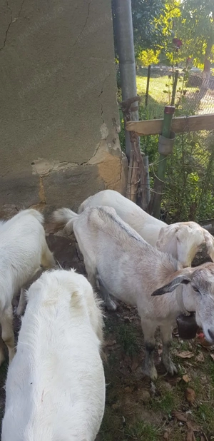 Vând urgent capre  - imagine 3