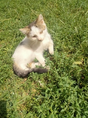 Donez pisoiasi pentru paza cerealelor  - imagine 2